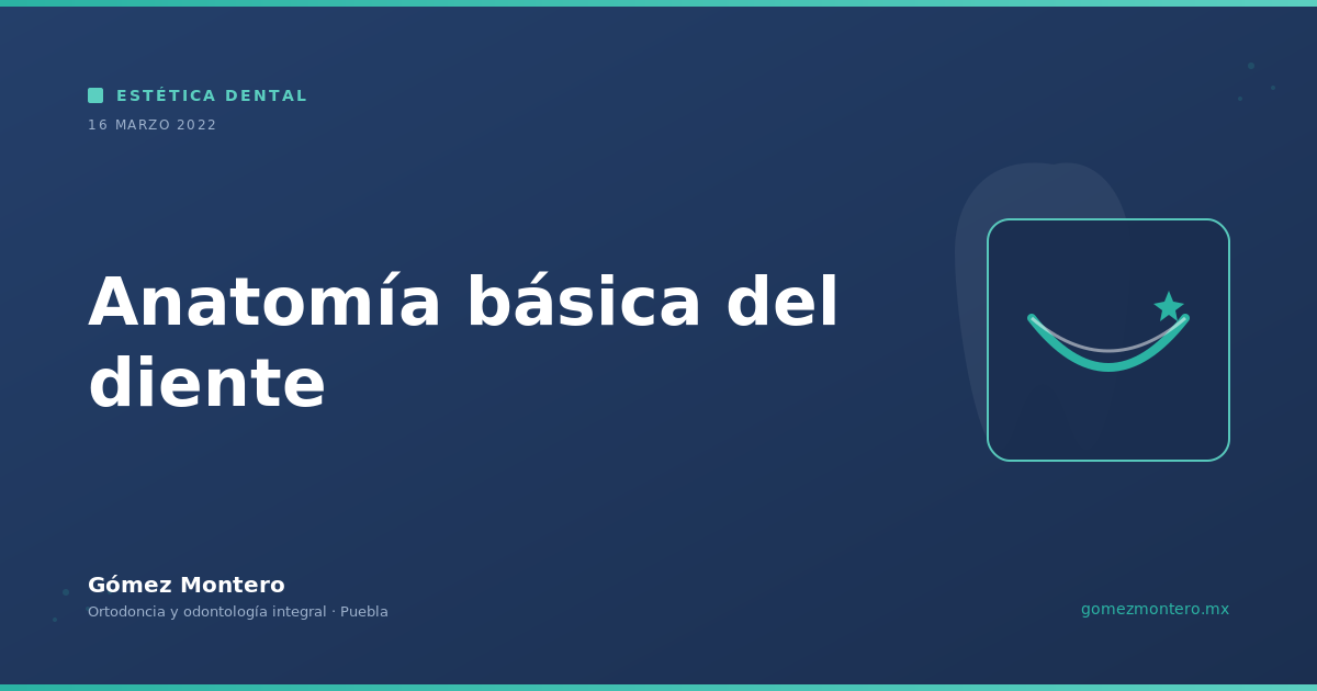 Anatomía básica del diente